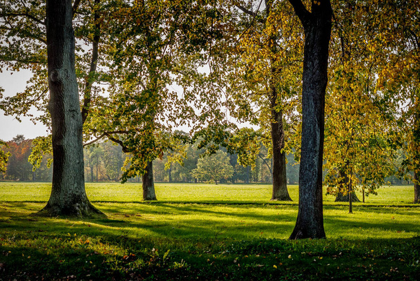 Shady meadow in a city park on a sunny autumn day - Φωτογραφία, εικόνα