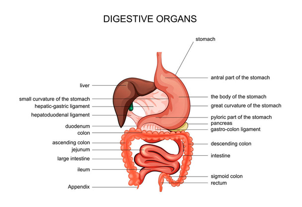 los órganos de la digestión. anatomía
 - Vector, Imagen