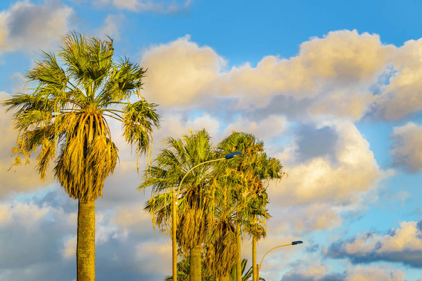 Palm Trees and Cumulus Clouds - Photo, Image