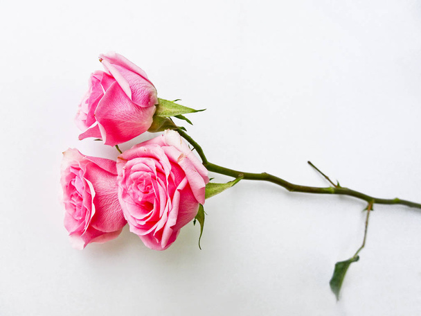 Гілка рожевих троянд на білому тлі. Бутони рожевих троянд
.  - Фото, зображення