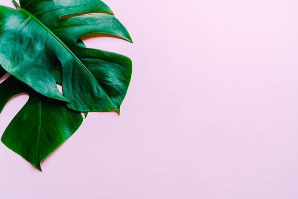 Monstera leave on color background  - Foto, afbeelding