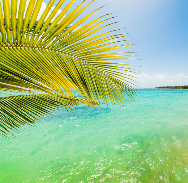 Palmeira e água turquesa na costa de Sainte Anne
 - Foto, Imagem