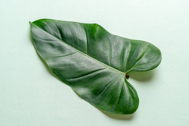 Monstera leave on color background  - Photo, Image