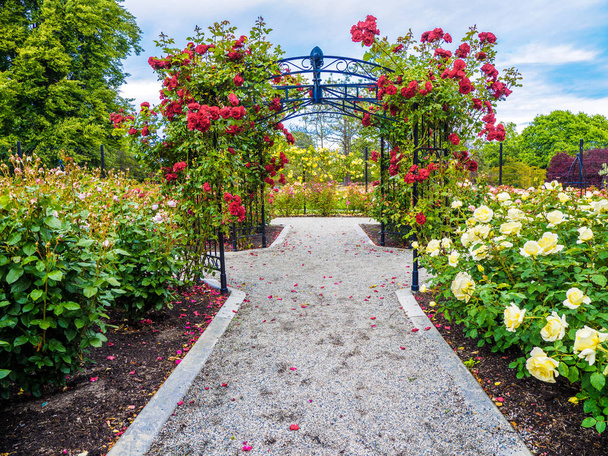 Прохід троянд у парку
 - Фото, зображення