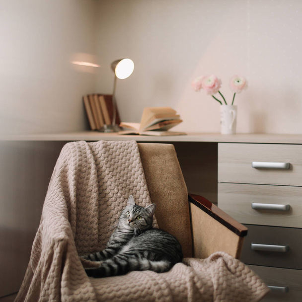 Home pet cute cat lying on armchair at home. Cute Scottish straight grey tabby cat  portrait.  - Fotoğraf, Görsel