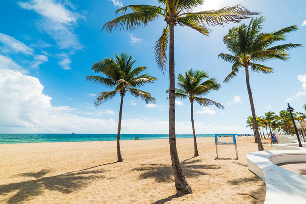 Palmeiras na areia na praia de Fort Lauderdale
 - Foto, Imagem