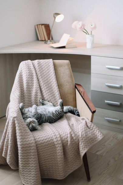 Home pet cute cat lying on armchair at home. Cute Scottish straight grey tabby cat  portrait.  - 写真・画像