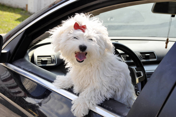 Malta köpek araba penceresinden gözetleme. - Fotoğraf, Görsel