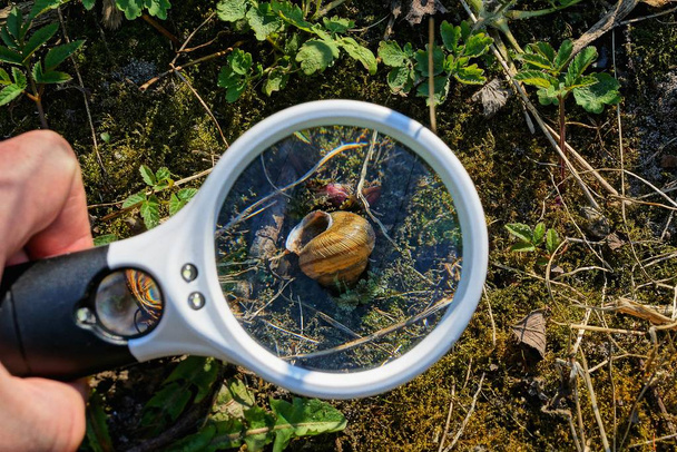 white magnifier increases brown snail on green moss in nature - Photo, Image