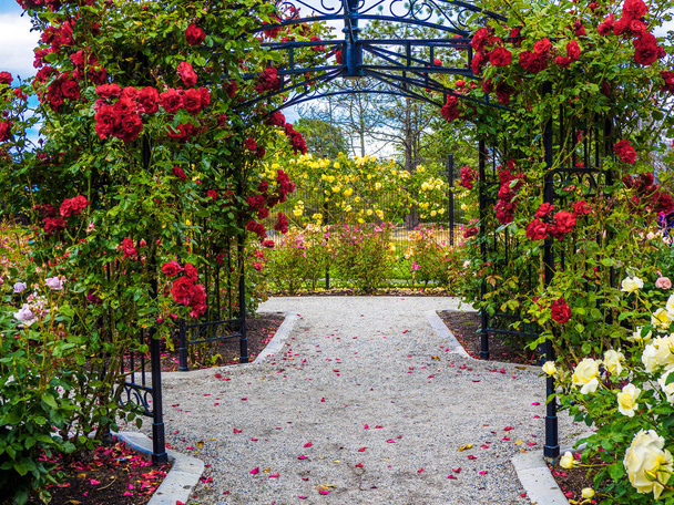Pasaje de rosas en el parque
 - Foto, Imagen