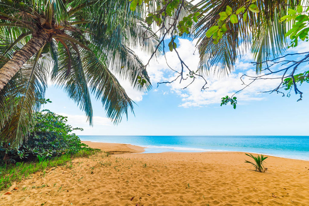 Χρυσή αμμουδιά και φοίνικες στην παραλία La Perle στη Γουαδελούπη - Φωτογραφία, εικόνα