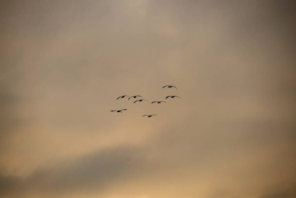 vadon élő madarak magas az égen, blur háttér - Fotó, kép