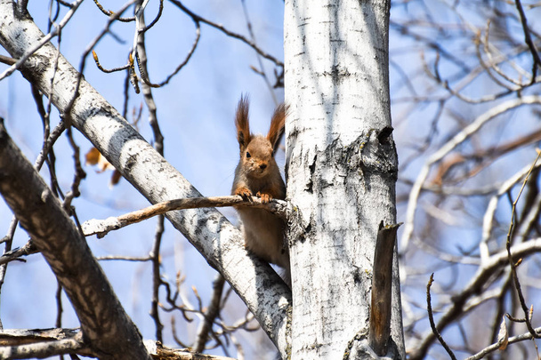 schönes junges rotes Eichhörnchen beobachtet aufmerksam die Umgebung im Wald - Foto, Bild