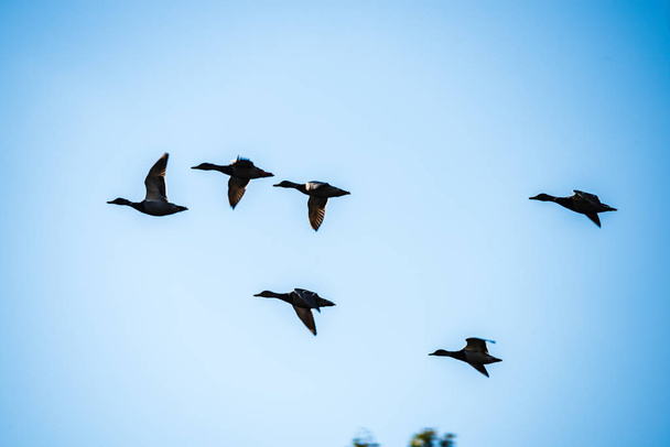 άγρια πτηνά που πετούν ψηλά στον ουρανό, θόλωμα φόντου - Φωτογραφία, εικόνα