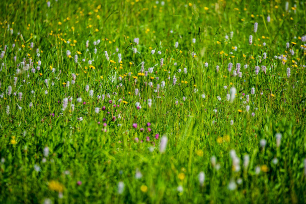 夏の晴れた日に花が咲く美しい草原。カラフルな背景 - 写真・画像
