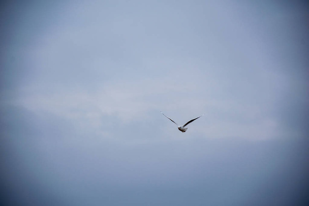 dzikie ptaki latające wysoko na niebie, rozmycie tła - Zdjęcie, obraz