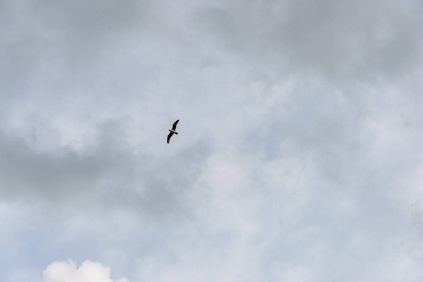 Wildvögel fliegen hoch in den Himmel, verschwimmen Hintergrund - Foto, Bild