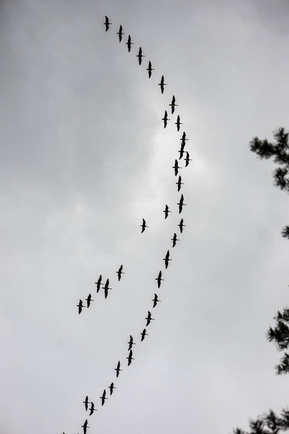 άγρια πτηνά που πετούν ψηλά στον ουρανό, θόλωμα φόντου - Φωτογραφία, εικόνα