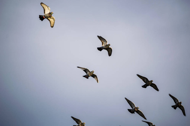 aves selvagens voando alto no céu, fundo borrão
 - Foto, Imagem