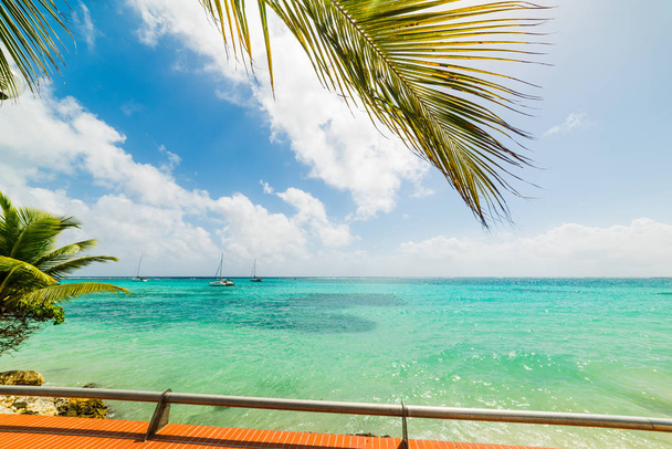 Palmové stromy a čisté moře na Guadeloupe - Fotografie, Obrázek