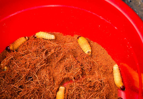  larven van de Palm kever - Foto, afbeelding