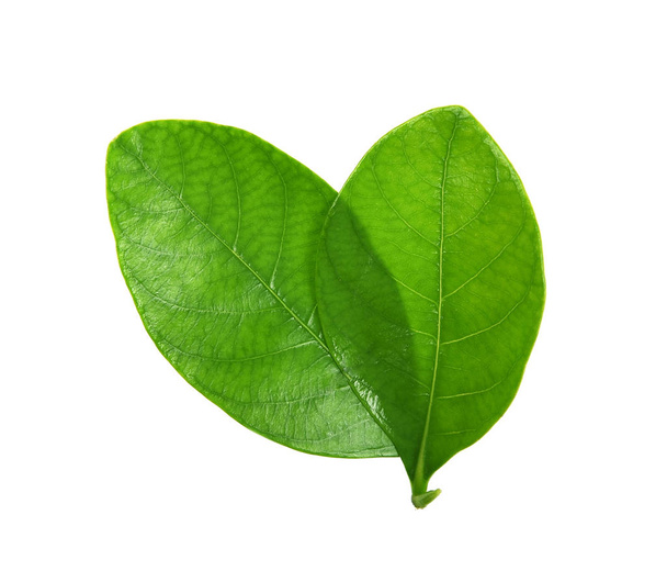 hojas verdes aisladas sobre fondo blanco - Foto, Imagen