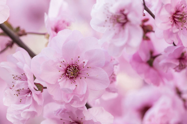 Plum blossoms in spring - Zdjęcie, obraz