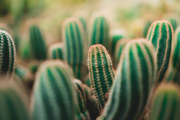 Selective focus many type of cactus in green house. - Foto, Imagem
