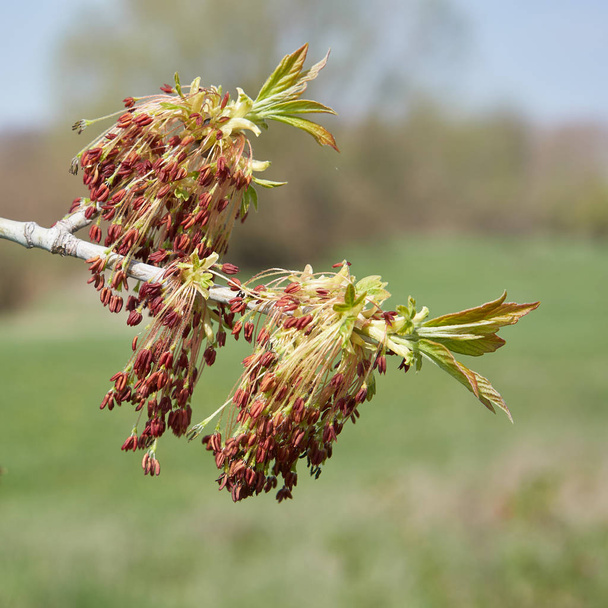  Close-up of a blossoming box elder maple (acer negundo) in spring                                - Photo, Image