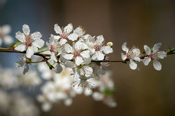  Florece en un cerezo silvestre en primavera
                               - Foto, Imagen