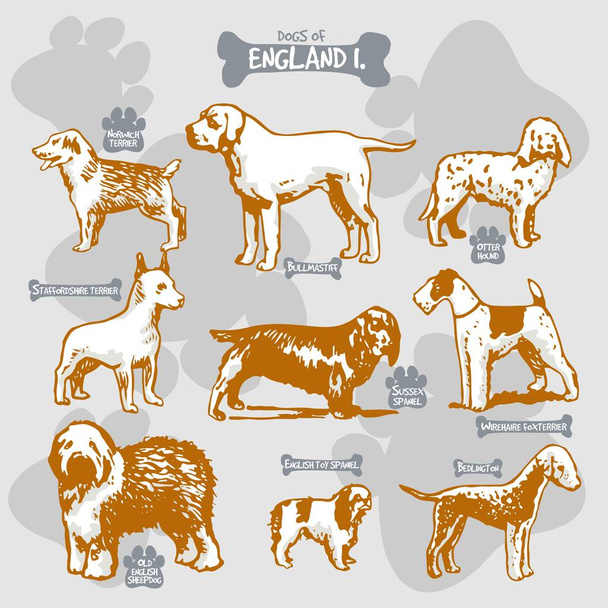 Kutyák tenyészt-ból világ vektor húz és shilouette-ra elszigetelt illusztráció mellett országok-val nevek, Anglia 1 - Vektor, kép