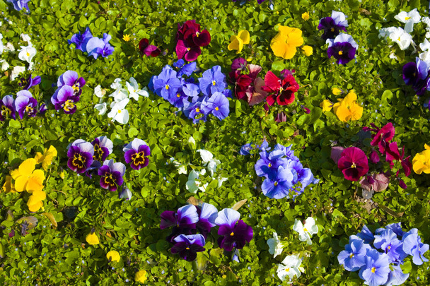 Kukka tausta on paljon värikkäitä orvokkeja
 - Valokuva, kuva