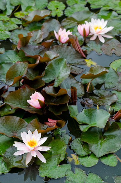 Water lily background - Foto, Imagem