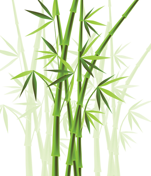 bambus - Vektor, obrázek