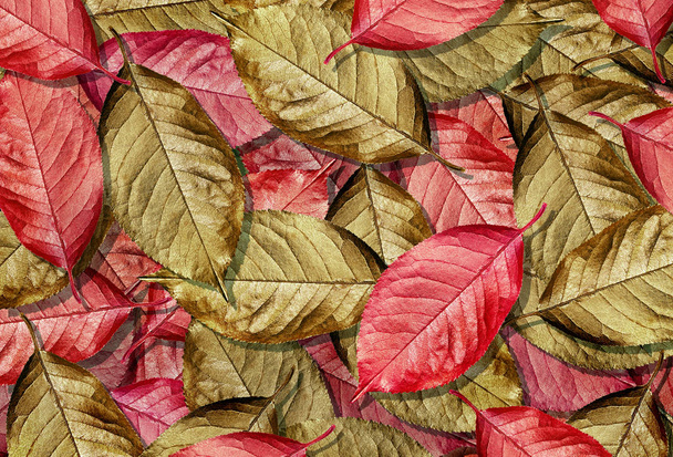 Fallen golden autumn leaves texture background. top view. Golden cherry leaves. Christmas decor. - Zdjęcie, obraz