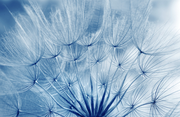Fondo pastel azul. Fondo de textura de flor de diente de león abstracto azul. Enfoque suave
. - Foto, Imagen