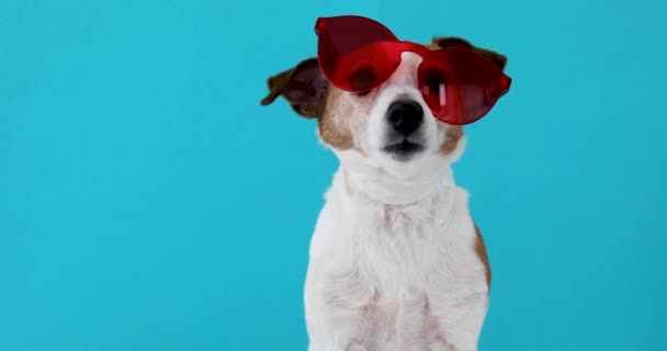 Dog in red sunglasses - Footage, Video