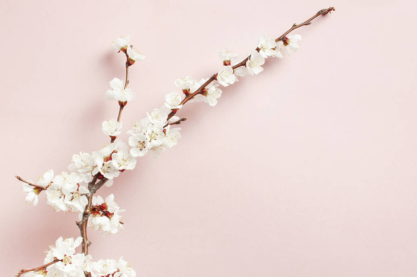 Ελατήριο φόντο με όμορφα λευκά κλαδιά ανθοφορίας. Φύση παστέλ ροζ φόντο, ανθίζουν ευαίσθητα λουλούδια. Η ελάχιστη ιδέα της άνοιξης. Χώρος με αντίγραφο σε επίπεδη θέση. - Φωτογραφία, εικόνα