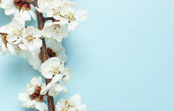 Frühling Hintergrund mit schönen weißen blühenden Zweigen. Natur pastellblauen Hintergrund, blühen zarte Blumen. Frühlingserwachen. flache Lay Draufsicht Kopierraum. - Foto, Bild