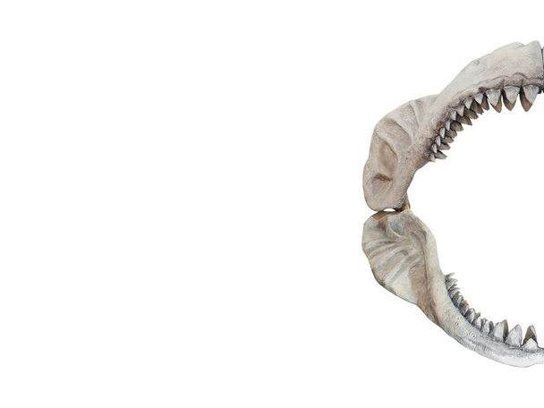 Реальна щелепах Carcharodon Megalodon - Фото, зображення