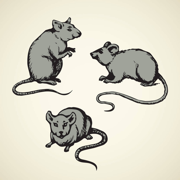 Myš. Vektorové kreslení - Vektor, obrázek