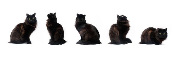 Composite of black cat in different poses isolated on white background. Clipping path, different variation of pet poses - Photo, Image