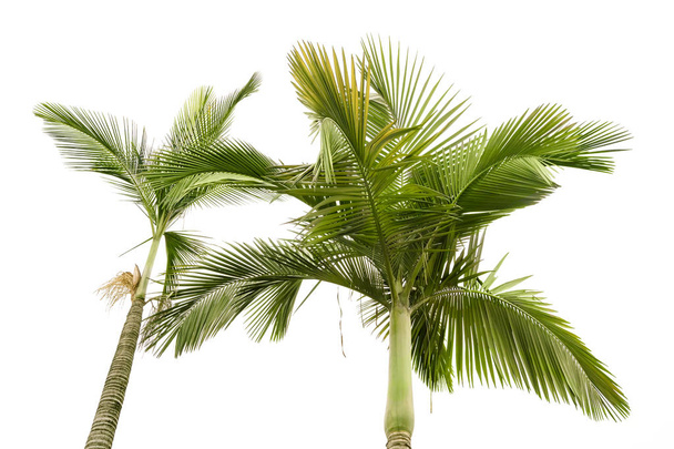 Deux palmiers isolés sur le fond blanc
 - Photo, image