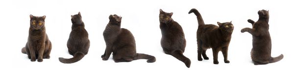 Composiet van de Britse kort haar kat in verschillende poses geïsoleerd op witte achtergrond. Knippen pad, verschillende variatie van Pet poses - Foto, afbeelding