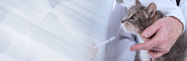 Cat at the veterinary clinic. panoramic banner - Photo, image