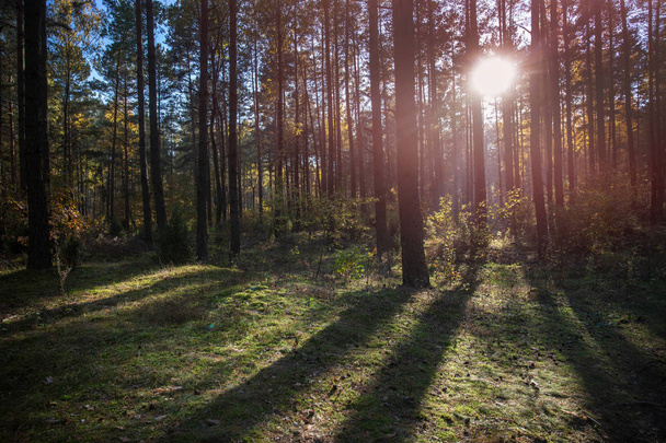 Metsä auringonlaskun aikana
 - Valokuva, kuva