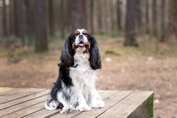 portret van een hond - Foto, afbeelding