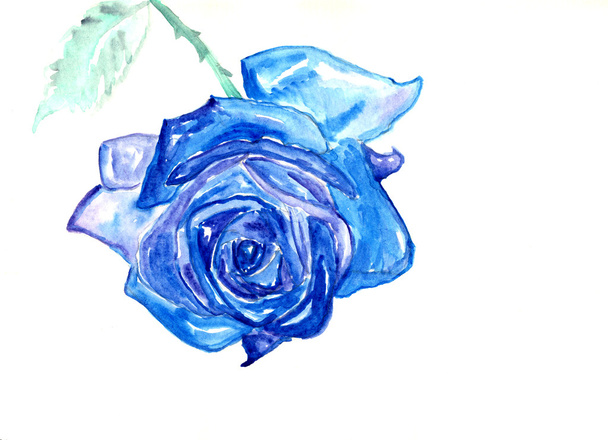 Rose bleue, dessin aquarelle
 - Photo, image