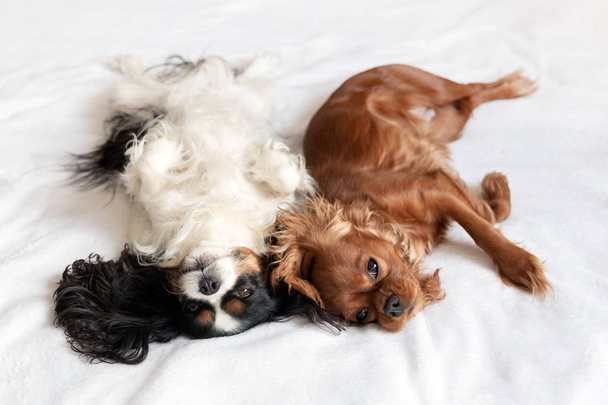 Szczęśliwe psy w zabawnej pozycji spania - Zdjęcie, obraz