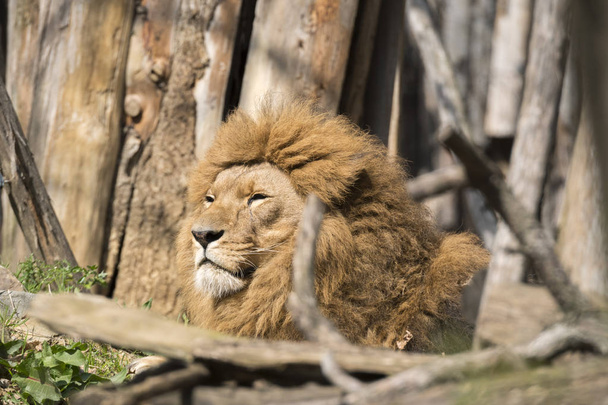 Lion İtalya 'da bir hayvanat bahçesinde istirahat - Fotoğraf, Görsel